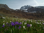 35 Crocus bianchi e viola